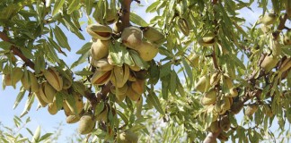 Hasta 30 noviembre. Plazo contratación seguro del almendro