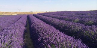 La Diputación de Guadalajara convoca una jornada sobre aromáticas en Brihuega