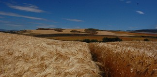 Poca disponibilidad y tensión al alza de los precios de cereales