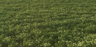 Estudiarán el vinagre de madera como alternativa al glifosato