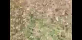 Plaga de langostas asola el Valle de Alcudia