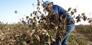 Datos sobre incorporación de jóvenes al campo de Guadalajara y Ciudad Real jóvenes agricultores