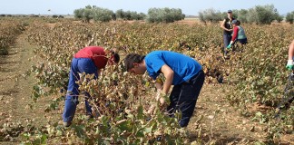 Pide a Agricultura que agilice resoluciones ayudas a los jóvenes agricultores jóvenes