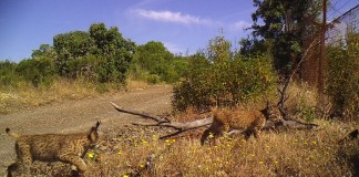 Confirmado el nacimiento de una nueva camada de lince ibérico