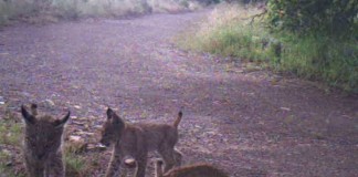 La hembra de lince ibérico Kiowa, vista con tres cachorros