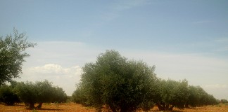 UPA CLM pide una ayuda asociada al olivar de bajo rendimiento