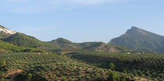 El Gobierno regional solicita al Ministerio apoyo al olivar de bajo rendimiento olivar montaña