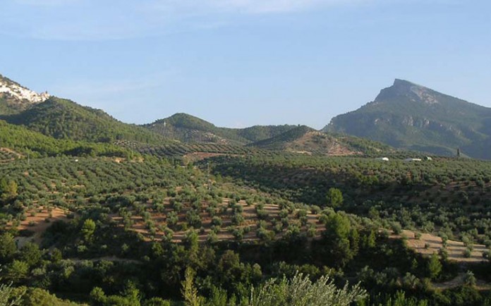 olivar montaña