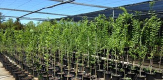 Diputación y Soliss colaboran en la reintroducción del olmo en Toledo