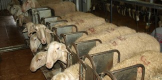 Se dispara la producción de leche de oveja y cabra ovejas