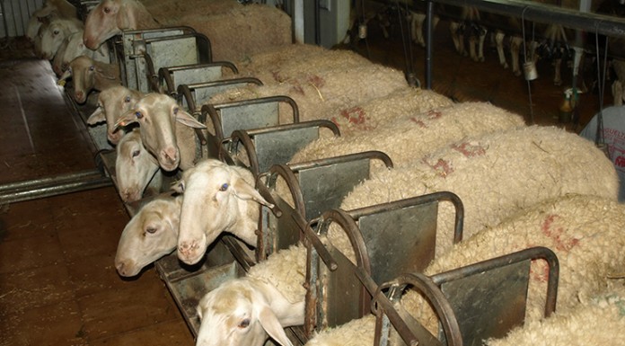 Se dispara la producción de leche de oveja y cabra ovejas