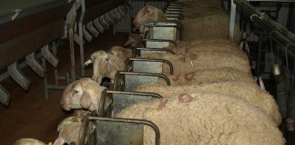 Aumenta el diferencial entre leche DO Queso Manchego y el resto ovejas