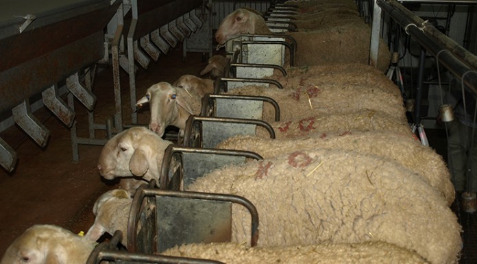 Aumenta el diferencial entre leche DO Queso Manchego y el resto ovejas