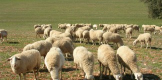 30-diciembre-2019. Formación para Ayuda de Pastoreo