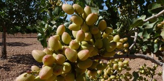 Los precios en origen de los pistachos siguen sin variaciones pistachos