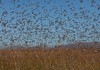 Cuestiona los tratamientos insecticidas en Castilla-La Mancha contra la langosta mediterránea plaga langosta