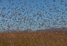 Cuestiona los tratamientos insecticidas en Castilla-La Mancha contra la langosta mediterránea plaga langosta