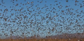 ASAJA demanda medidas efectivas contra plaga de langosta en Valle Alcudia