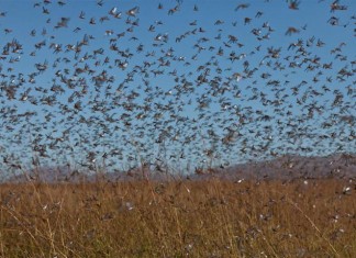 Cuestiona los tratamientos insecticidas en Castilla-La Mancha contra la langosta mediterránea plaga langosta