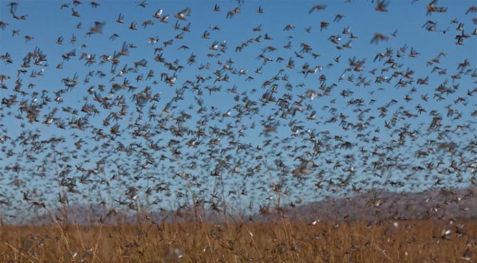 Cuestiona los tratamientos insecticidas en Castilla-La Mancha contra la langosta mediterránea plaga langosta