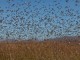 Cuestiona los tratamientos insecticidas en Castilla-La Mancha contra la langosta mediterránea plaga langosta