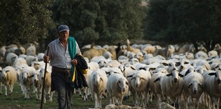 Cae el precio de leche de cabra y oveja arrastrado por el de vaca rebaño