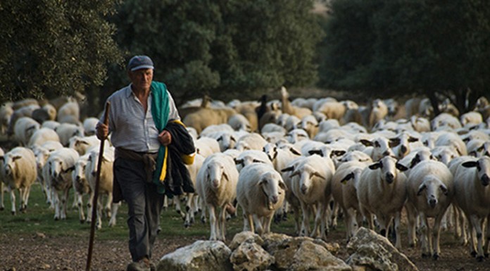 Cae el precio de leche de cabra y oveja arrastrado por el de vaca rebaño