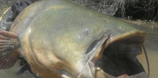 Alertan del peligro de las especies exóticas invasoras en la biodiversidad