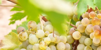 500.000 euros para explotaciones dedicadas a la agricultura ecológica de Cuenca uvas