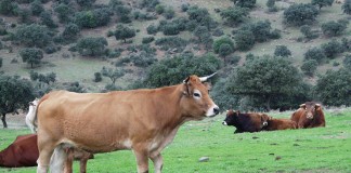 Convocadas las ayudas a razas autóctonas españolas y hembras lecheras