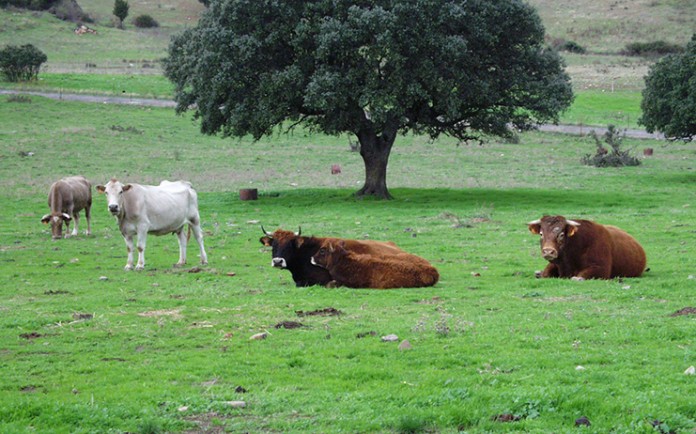 vacas