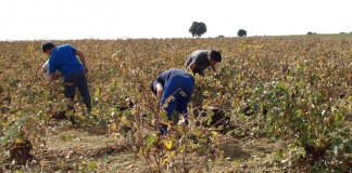 La entrada en vigor de las contrataciones previstas en la reforma laboral preocupa a muchos agricultores