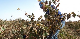 Solicitud de ayudas incorporación de jóvenes y mejora explotaciones, del 25 de junio al 25 de julio vendimia