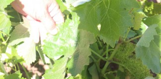 El viñedo de la zona de producción La Mancha, en excelente estado