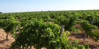 4,2 millones a 346 viticultores para restructuración del viñedo en Castilla-La Mancha