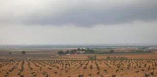 ASAJA CLM pide ayudas para olivar y viñedo de secano