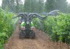La agricultura española afronta un riesgo creciente sobre la sanidad de sus cultivos fitosanitarios