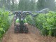 La agricultura española afronta un riesgo creciente sobre la sanidad de sus cultivos fitosanitarios