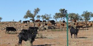 La Diputación de Toledo vende la ganadería de lidia “El Borril”