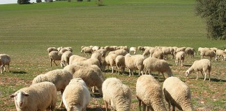 Ayudas para razas autóctonas españolas y hembras lecheras