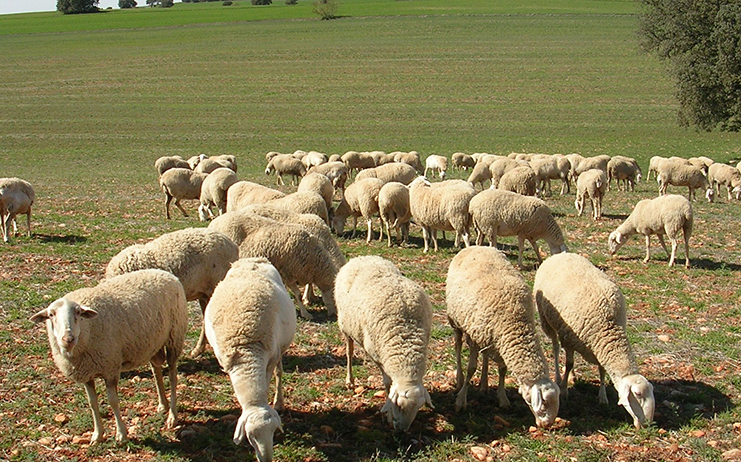 venta de ovejas en castilla la mancha