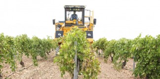 UPA pide que bodegas que no firmen contratos con viticultores no reciban ayudas de la UE