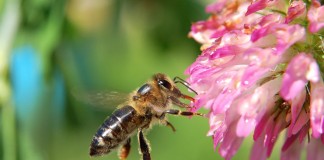 El Ministerio presenta al sector el Plan Nacional Apícola 2017-2019