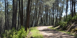 Castilla-La Mancha subvencionará con hasta 3.000 euros/hectárea la gestión forestal sostenible gestión forestal