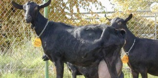 España, segunda potencia europea en producción de leche de cabra