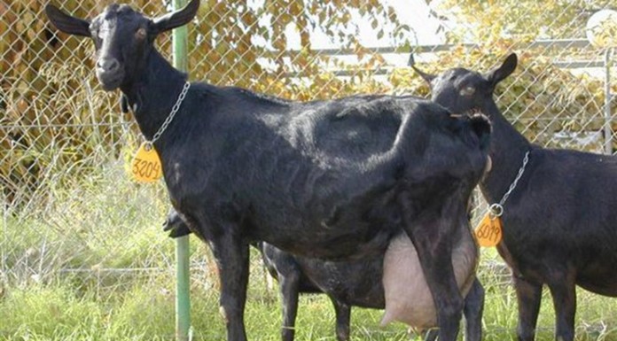 España, segunda potencia europea en producción de leche de cabra