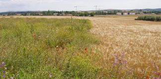 Alertan sobre los golpes de calor e incendios en la agricultura