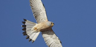 Introducción de cernícalos primilla en Daimiel y Cabañeros
