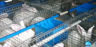 Unión de Uniones solicita precios transparentes para el sector cunícola