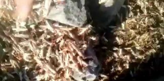 «Los putos langostos». Deseperación en el Valle de Alcudia
